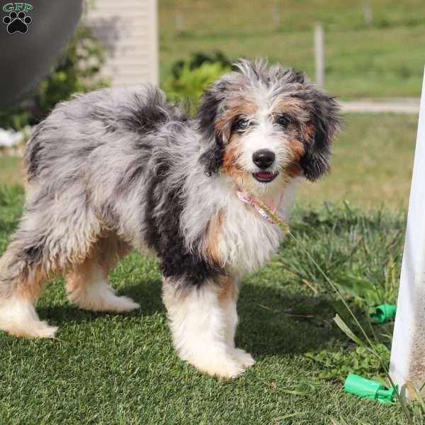 Shelby, Mini Bernedoodle Puppy